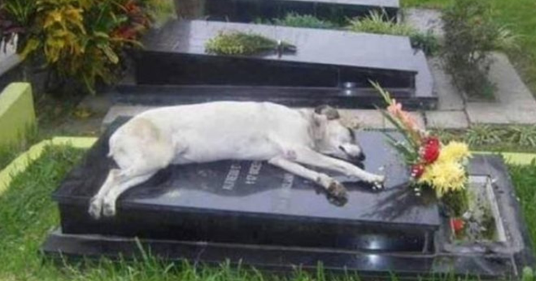 Pas je više od sedam godina svake noći spavao na grobu svog preminulog vlasnika 
