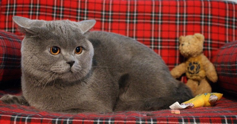 Vole ljude, ali još više svoju slobodu: Tri najneovisnije mačke