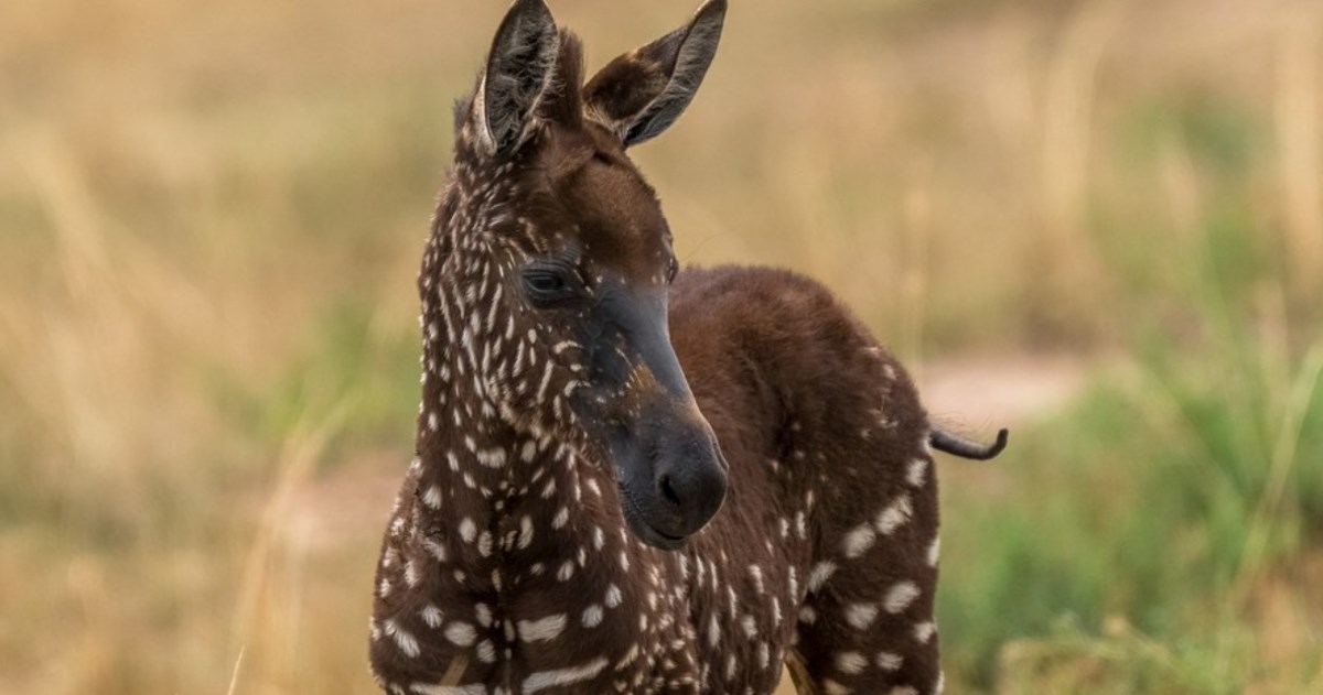 Preslatka zebra u Keniji privukla pažnju zbog svojeg neobičnog krzna