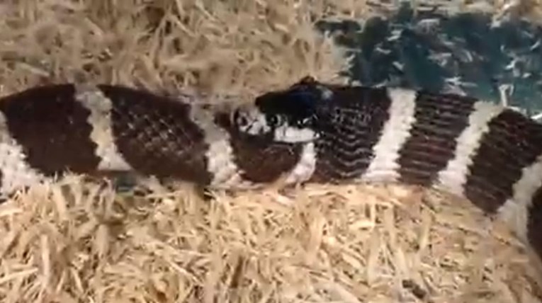 VIDEO Vlasnik azila snimio zmiju kako proždire samu sebe