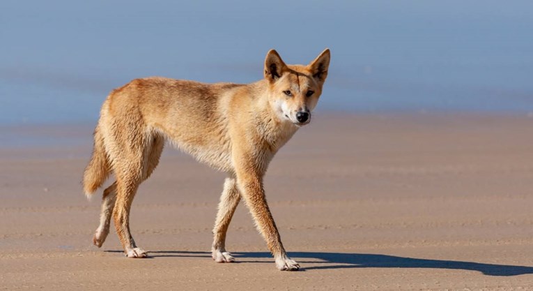 Dingo napao djevojčicu na australskom otoku, zgrabio je i držao pod vodom