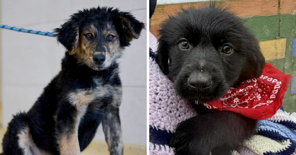 Ovih pet njuškica u azilima čeka svoje ljude. Možda ste to baš vi?