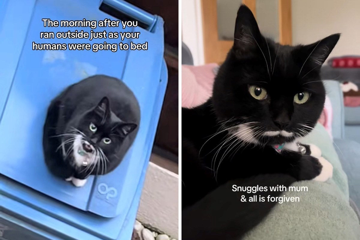 Mačka pobjegla iz kuće i provela noć na ulici, brzo je požalila