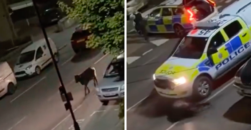 Britanski policajci se namjerno autom zabili u odbjeglu kravu