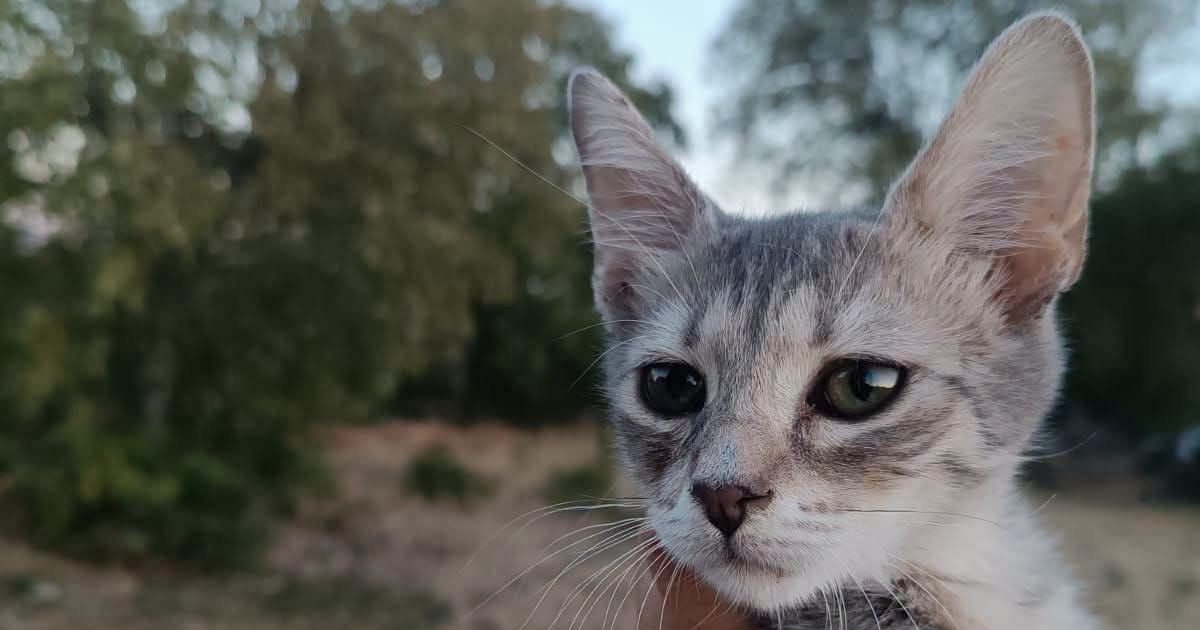 Preslatki mačić Whiskas po treći put traži zauvijek dom