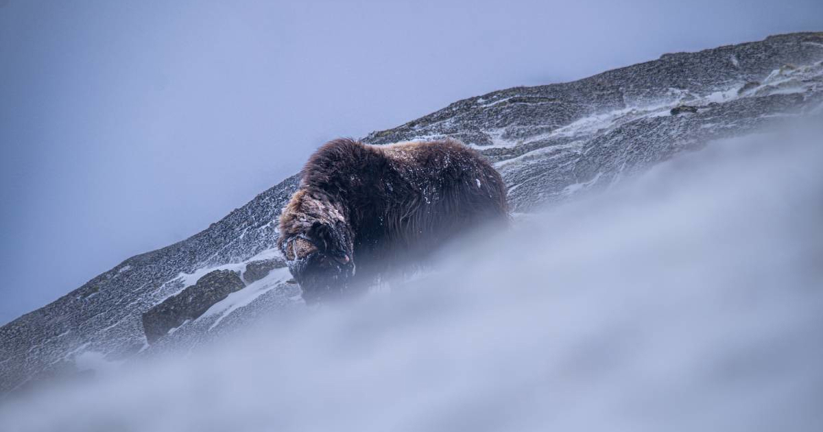 Dvojica Hrvata u Norveškoj snimili veličanstvene životinje: "Bilo je kao u filmu"