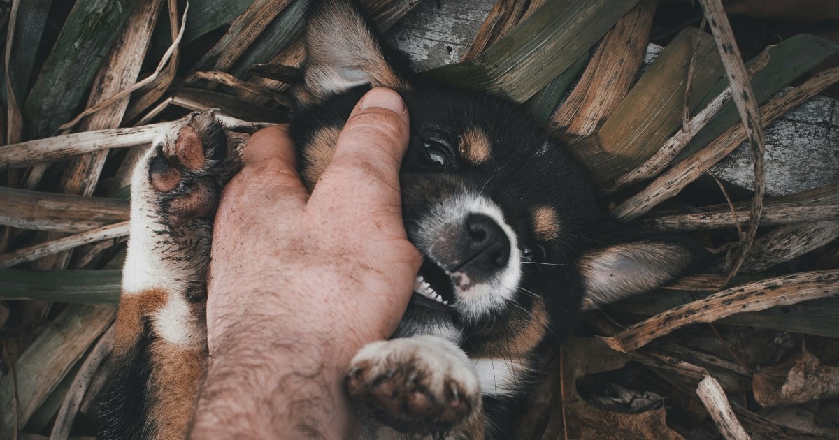 Kako naučiti psa da ne grize?