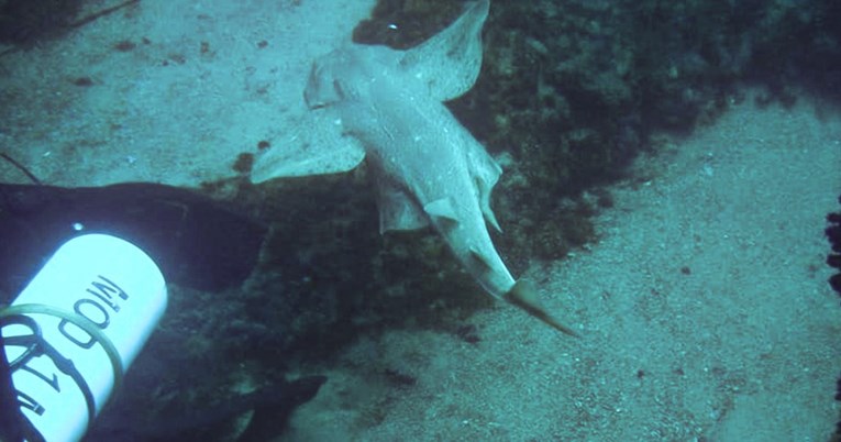 Ronilac sreo rijetku vrstu morskog psa: "Ovo su jedine fotke snimljene u Jadranu"
