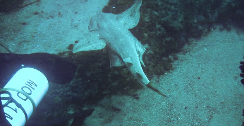 Ronilac sreo rijetku vrstu morskog psa: "Ovo su jedine fotke snimljene u Jadranu"