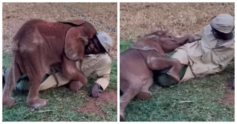 Možda je velik, ali je zaigran: Ovaj slatki slonić uživa u igri s čuvarom životinja