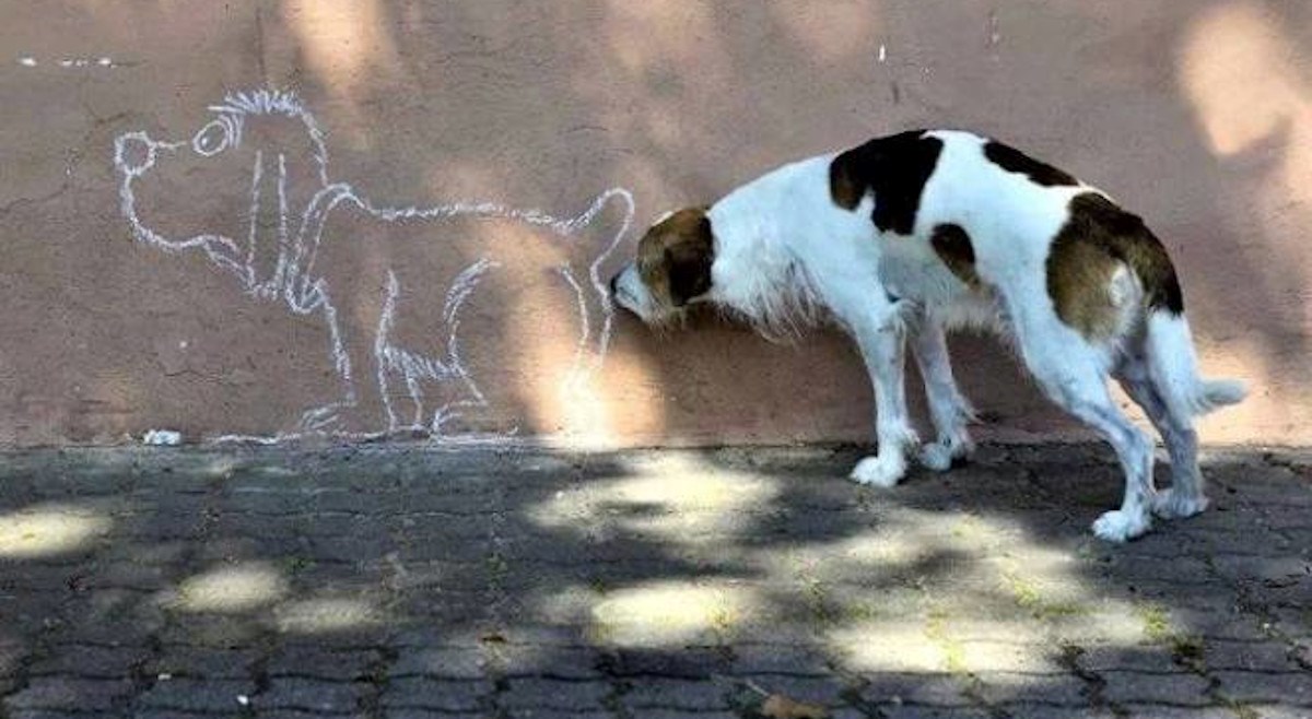Neobične i smiješne fotke pasa snimljene u pravom trenutku