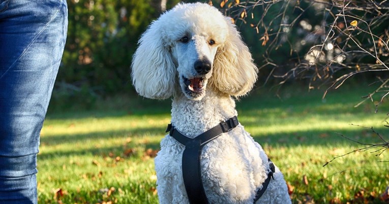 Razmišljate o pudli? Neke stvari svaki budući vlasnik mora znati o toj pasmini