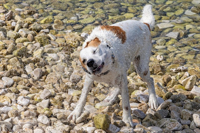 Prizor dana: Preslatki psić se igrao s kamenčićima na plaži u Puli
