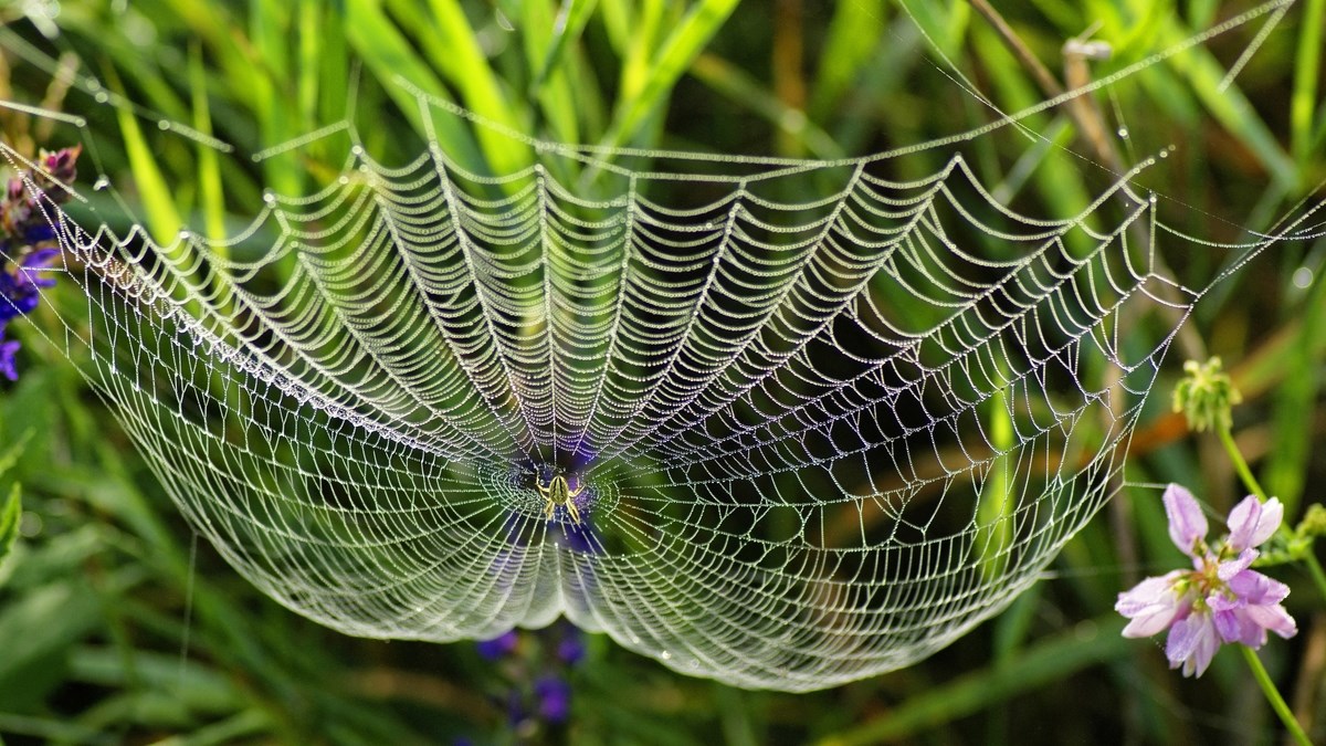 VIDEO Pauk radi vrijedno, brzo i naporno kako bi napravio ono što želi