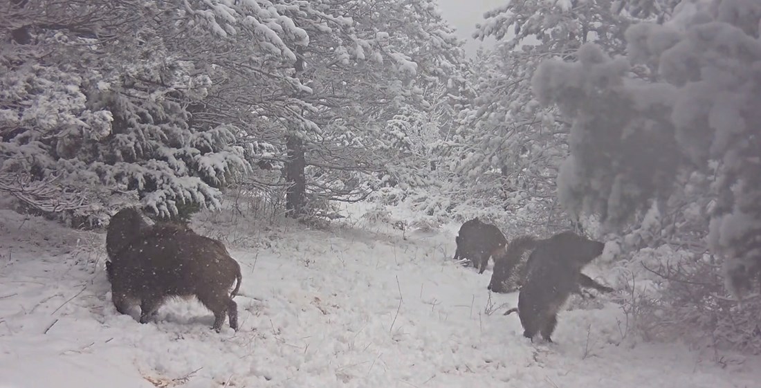 VIDEO Zimske radosti: Divlje svinje igrale se u snijegu u NP-u Paklenica