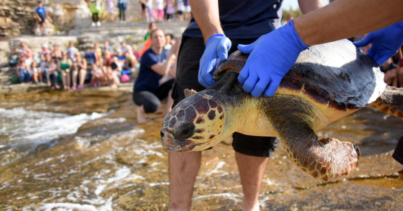 Na pulskoj Verudeli u more vraćene oporavljene glavate želve Anika i Jenny