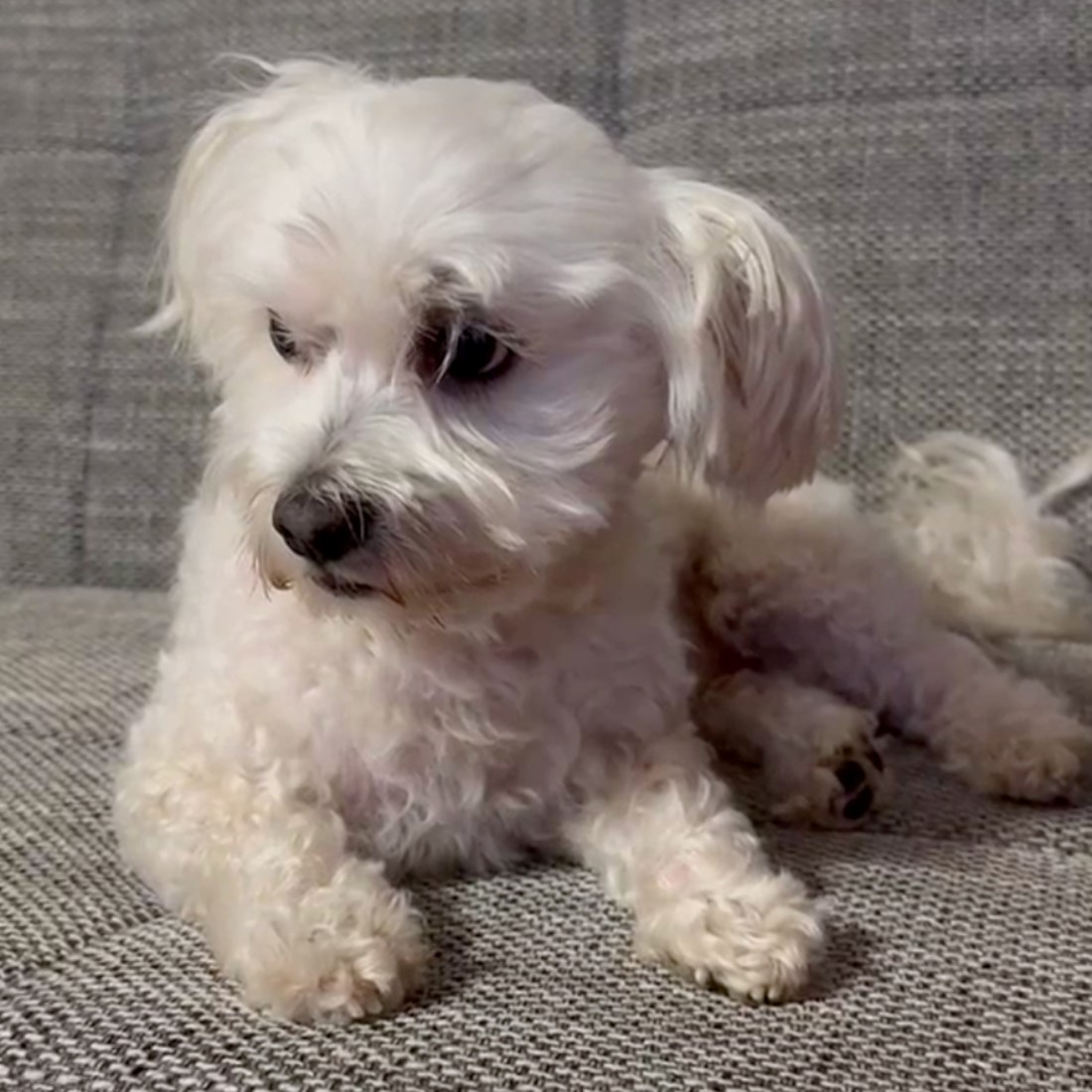 VIDEO Beatlesi su u pjesmu sakrili zvuk za pse. Provjerili smo je li to istina