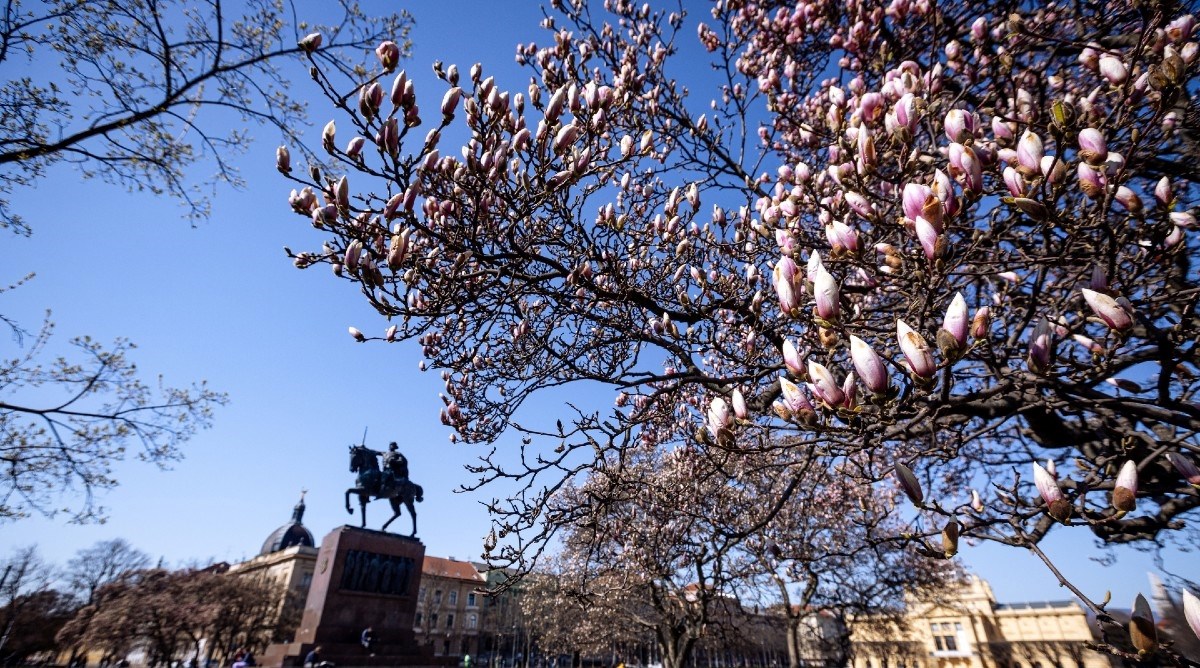 Predivni prizori u Zagrebu: Rascvjetane magnolije krase gradske ulice