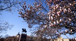 Predivni prizori u Zagrebu: Rascvjetane magnolije krase gradske ulice