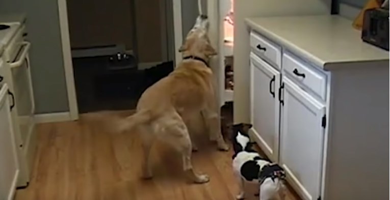 Ovi su se psi hrane dočepali na nevjerojatne načine i pokazali koliko su pametni