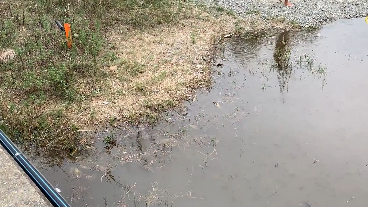 Tisuće mrtvih riba pluta australskom rijekom, i njih je ubio požar