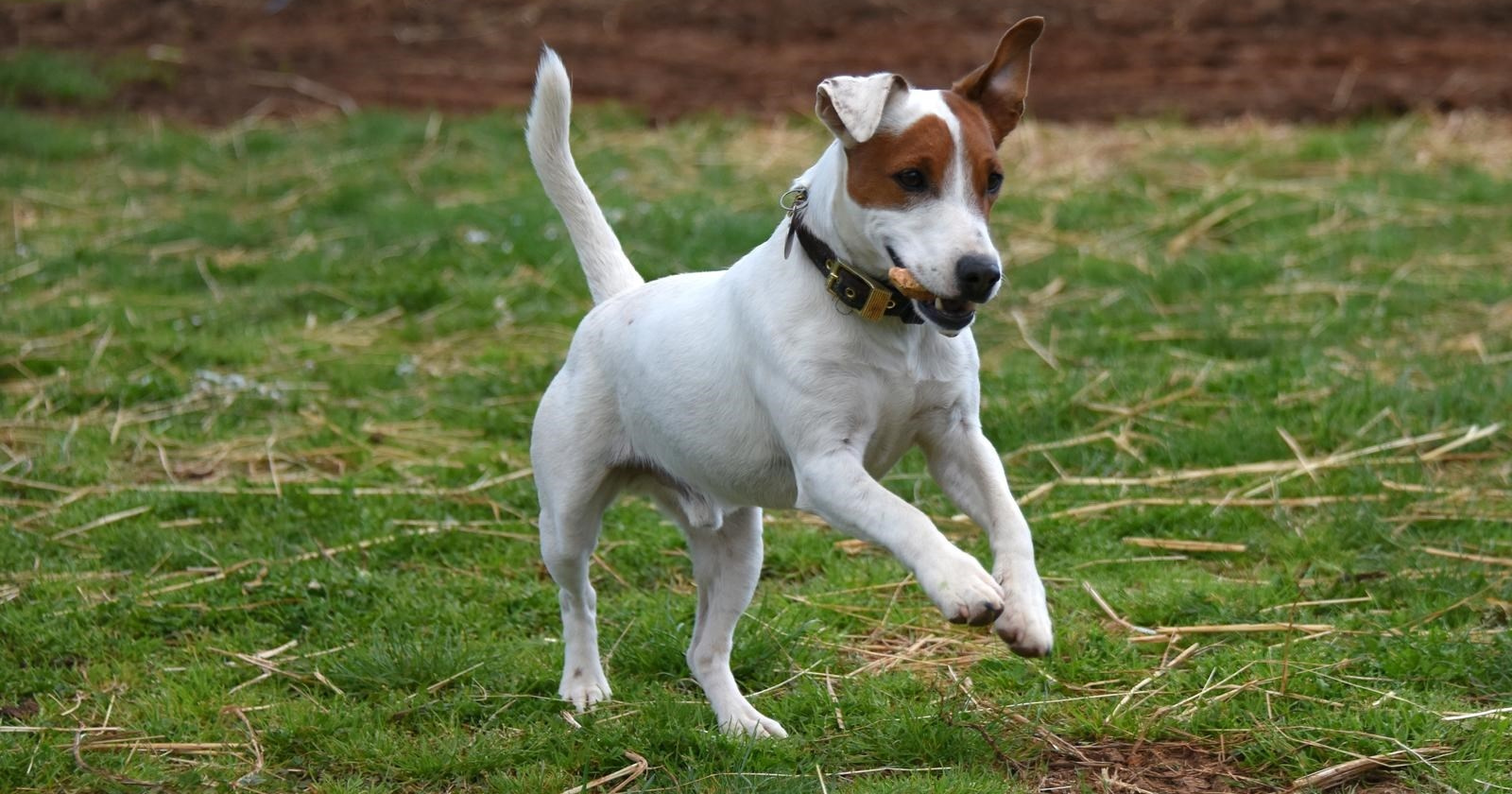 Psić Marli je ukraden u Puli. Vlasnica ga je tražila 44 dana, a sad su ponovo skupa