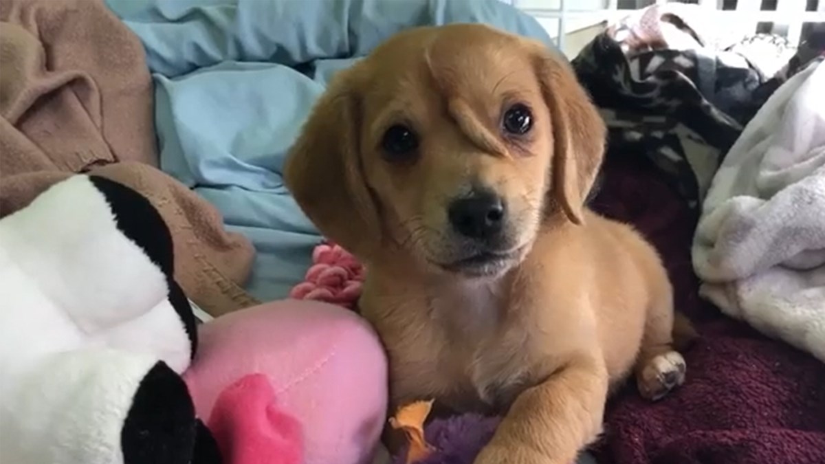 Vesele vijesti: Narwhal, pas s repom na glavi, pronašao je obitelj i dom