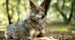 Sve je više vukova u Njemačkoj