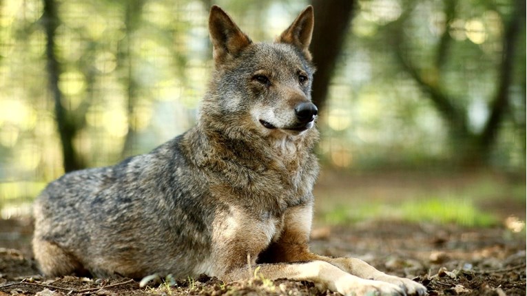 U Njemačkoj je sve više vukova