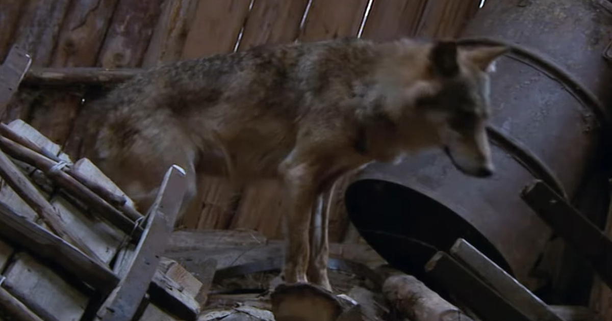 Černobilski vukovi razvijaju otpornost na radijaciju, otkrivaju znanstvenici