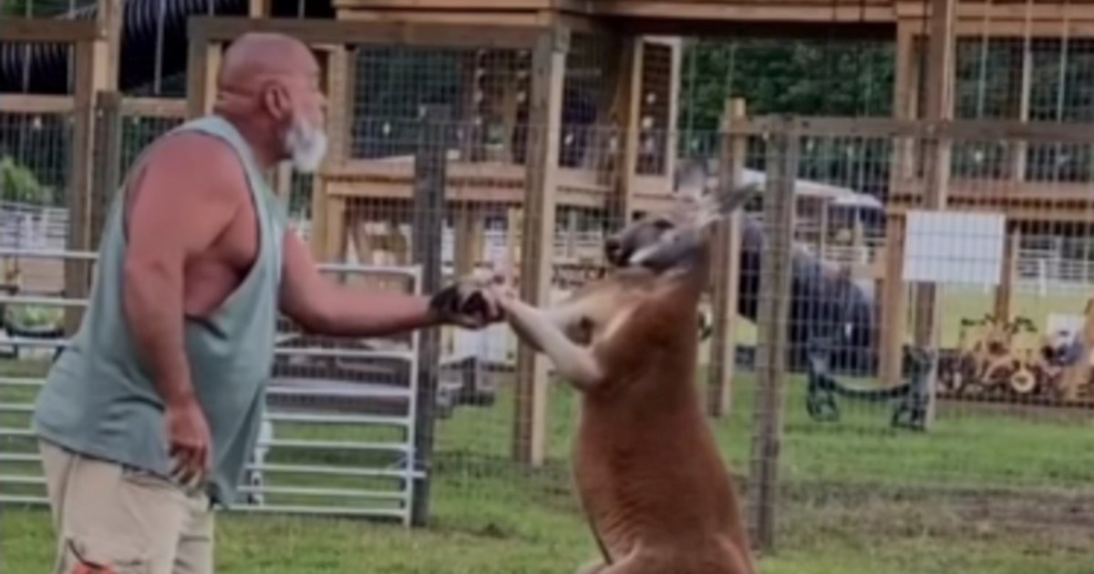 Amerikanac ušao u nastambu s klokanom, hrvao se s njim. Klokan ga ubio