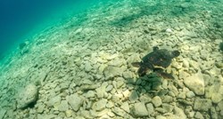 Novi detalji pomora glavatih želvi na Dugom otoku. "Bilo je sablasno"