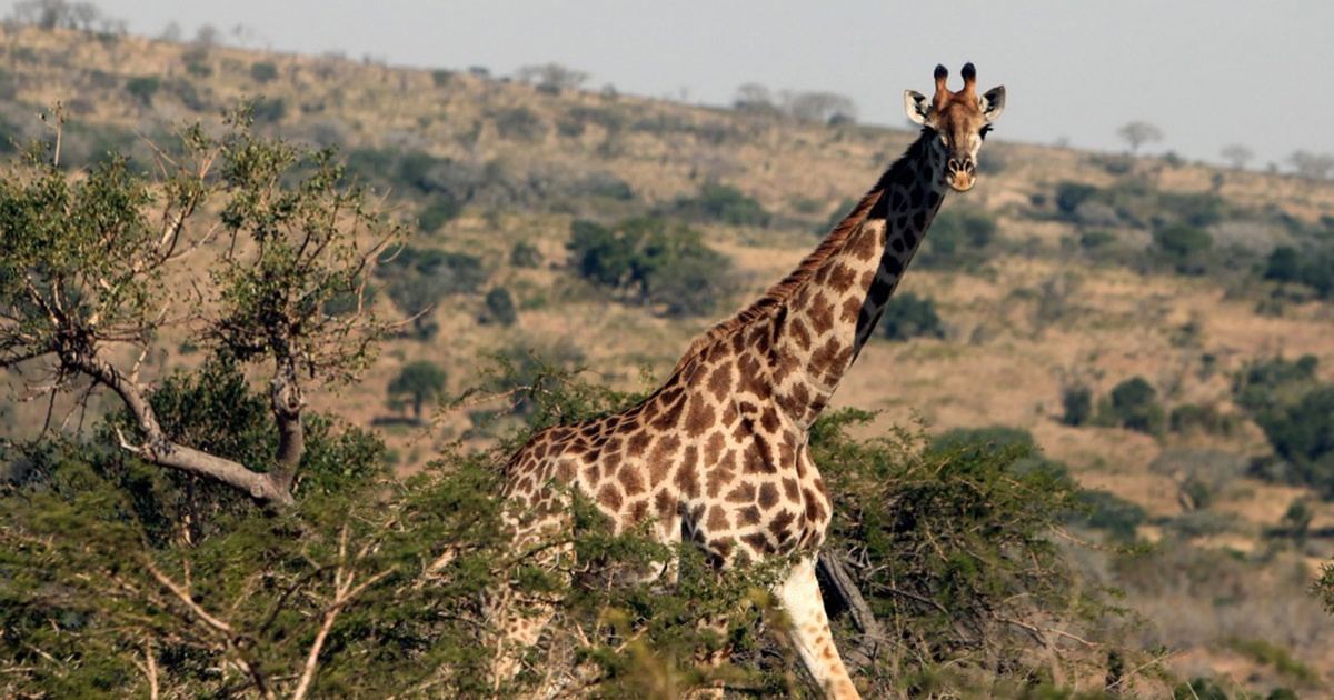 WWF: Populacije kralježnjaka pale su 73 posto u 52 godine