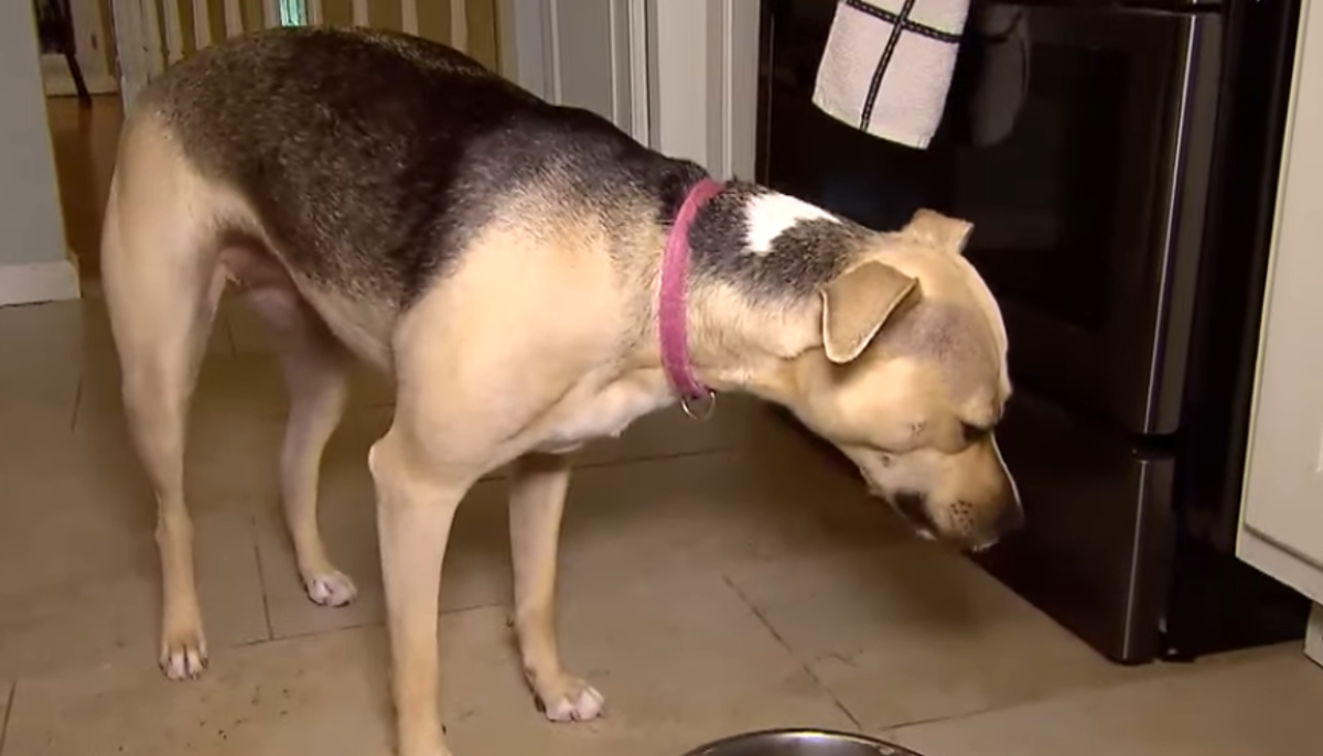 Ova kujica zaspe za vrijeme svakog obroka, a razlog nije nimalo lijep