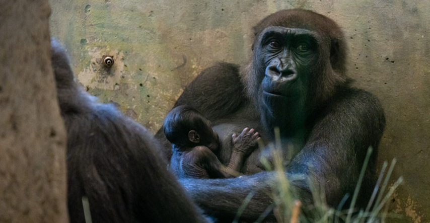 Iznenađenje u ZOO-u: Mislili da je gorila muško, a onda je stiglo novorođenče