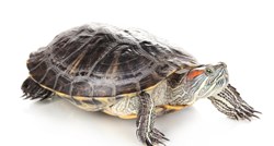 VIDEO Doznajte kako prepoznati spol kornjače