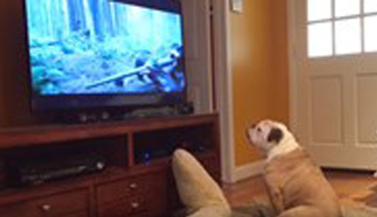 Slatki pas se uživio u film pa pokušao obraniti glumca od medvjeda