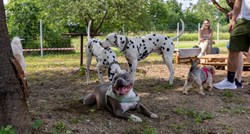 Zagreb je dobio Bark Park, vlasnici pasa su oduševljeni: "Ovo je trebalo Hrvatskoj"