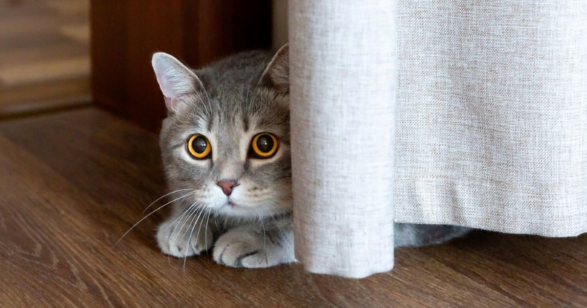 Udomili ste mačku? Evo što učiniti kako biste uspješno dobili njezino povjerenje