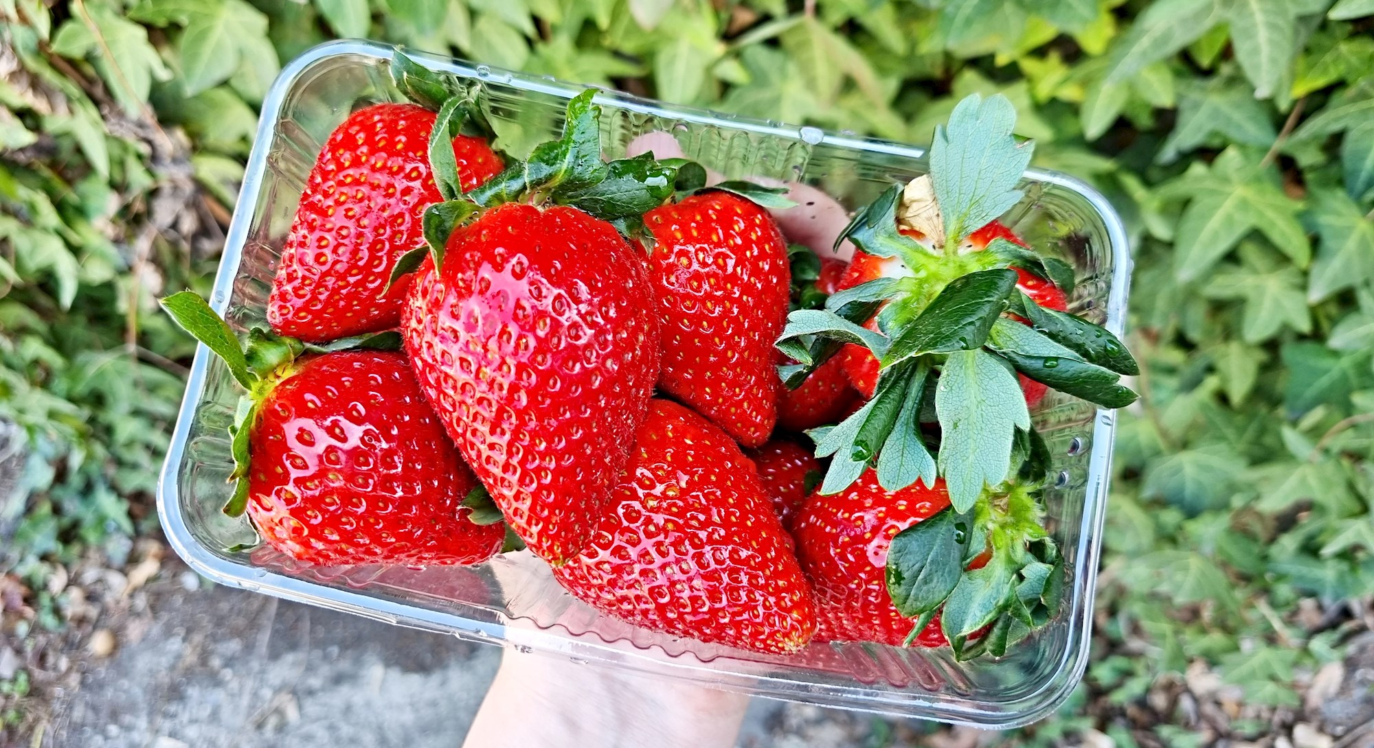 Kupili smo mjericu makedonskih jagoda za 20 kuna, evo kakve su
