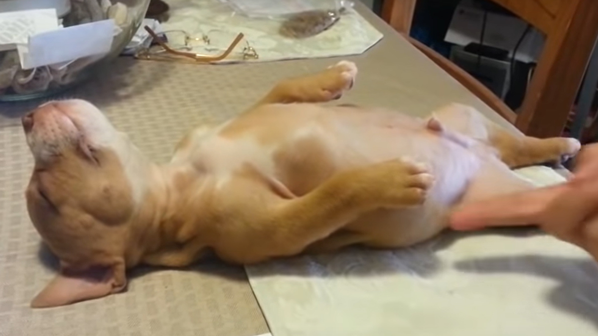 Uspavana pit bul beba je nešto najslađe što ćete danas vidjeti