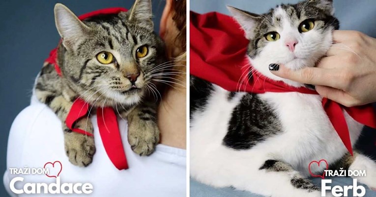 Zaigrani i znatiželjni Candace i Ferb traže dom, pomozimo im