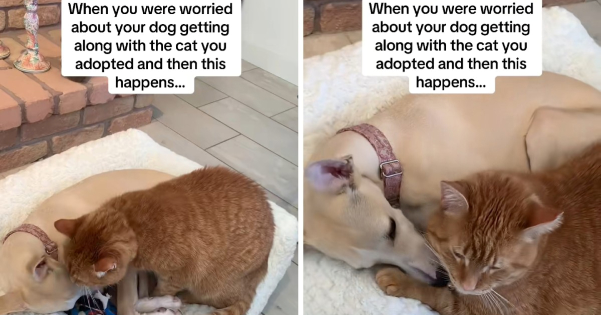 Udomljena mačka i pas postali nerazdvojni prijatelji