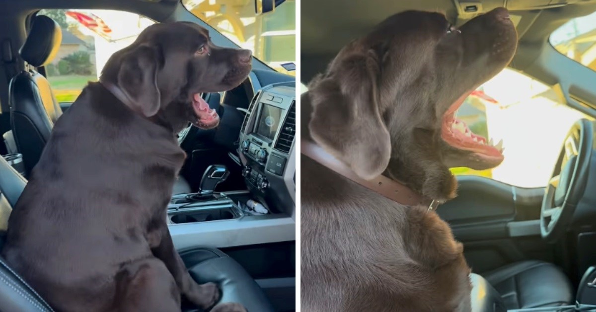 Preslatki labrador ne može sakriti uzbuđenje zbog vožnje, video mami osmijeh na lice