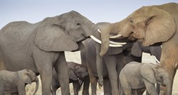 Studija: Slonovi bi mogli imati imena