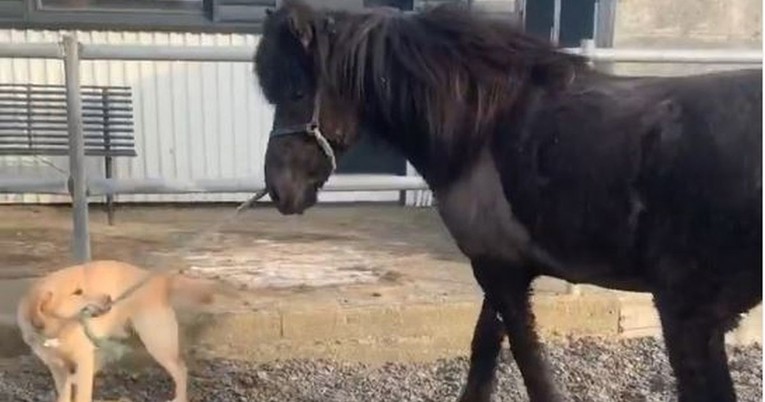 Labrador "zaplesao" s konjem, snimka je hit na Instagramu