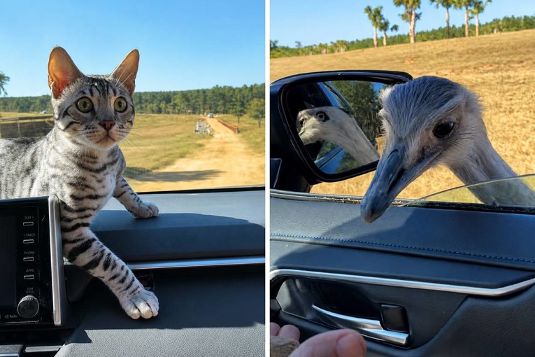 Mačak u šoku na safariju: Njegova reakcija na noja postala je hit