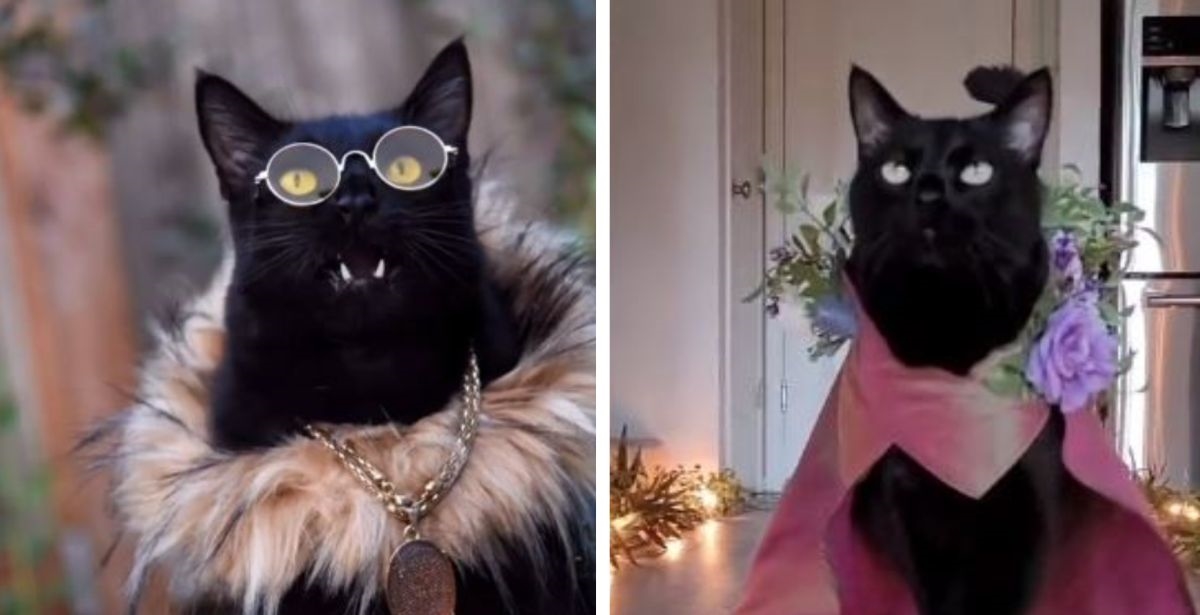 VIDEO Mačku koja se fura na supermodela na TikToku prati preko 800 tisuća ljudi