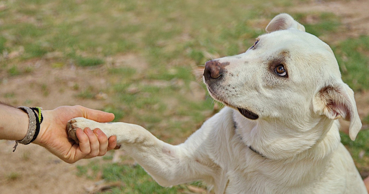 Veterinari otkrivaju koji dio tijela puno govori o zdravlju psa