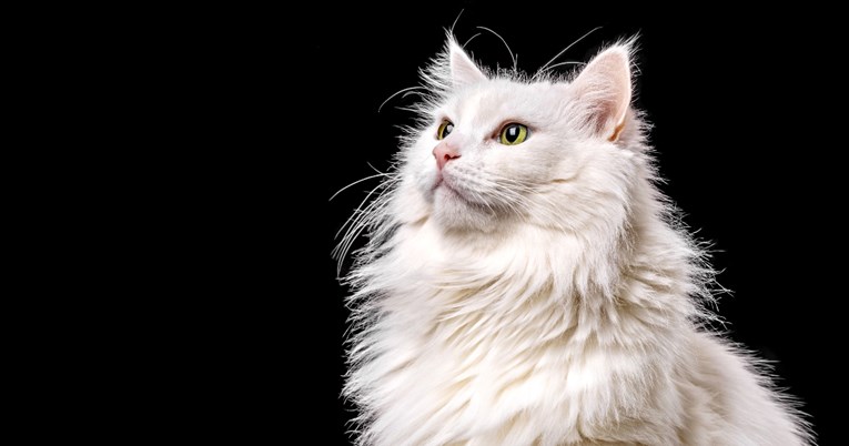 Turska angora: Rijetka i graciozna pasmina poznata po inteligenciji i privrženosti